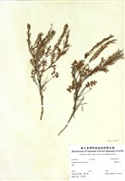 藏品(臺灣山芥)的圖片